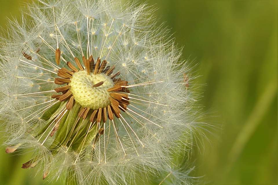 Dandelion Image